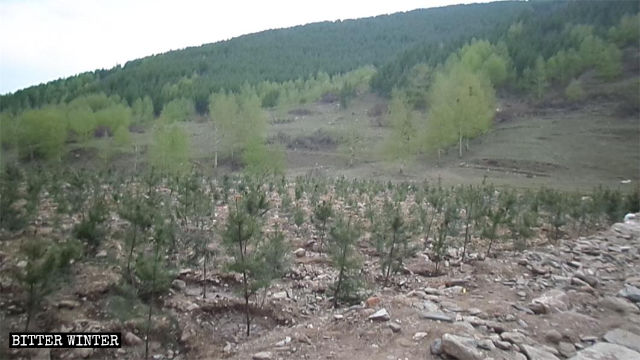 Einige Setzlinge wurden auf der Baustelle nach dem Abriss des Lamatempels gepflanzt